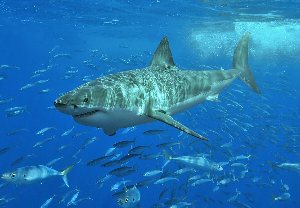 All the Sharks